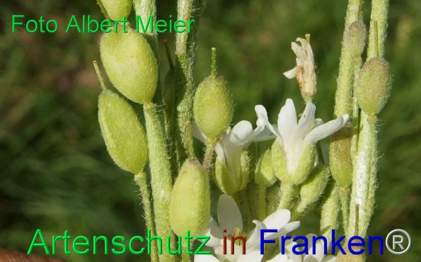 Copyright AiF - Albert Meier Bild zum Eintrag (77983-160)