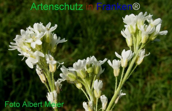 Copyright AiF - Albert Meier Bild zum Eintrag (77985-160)