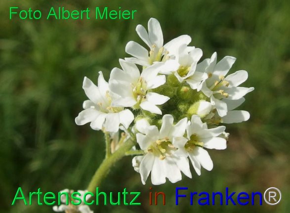 Copyright AiF - Albert Meier Bild zum Eintrag (77986-160)