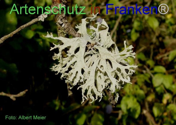 Copyright AiF - Albert Meier Bild zum Eintrag (78063-160)