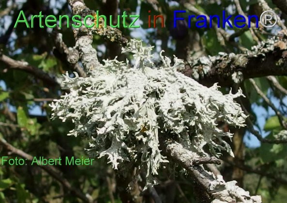 Copyright AiF - Albert Meier Bild zum Eintrag (78064-160)