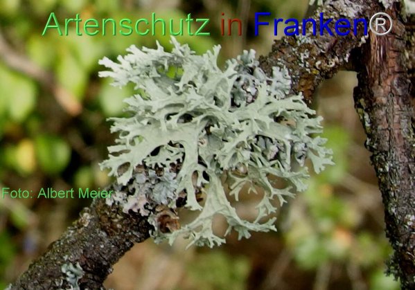 Copyright AiF - Albert Meier Bild zum Eintrag (78066-160)