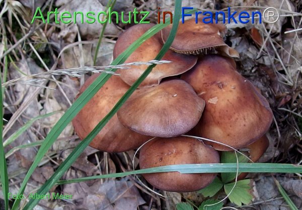 Copyright AiF - Albert Meier Bild zum Eintrag (78110-160)