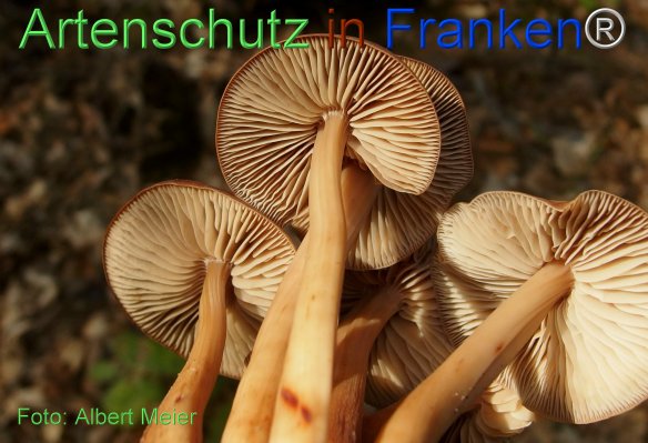 Copyright AiF - Albert Meier Bild zum Eintrag (78119-160)