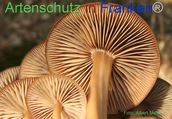 Bild zum Eintrag (78123-160)