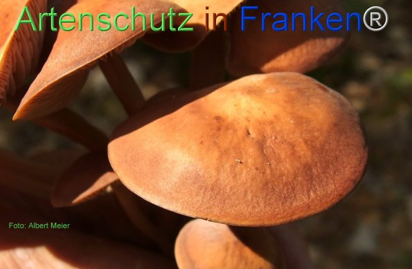 Bild zum Eintrag (78124-160)