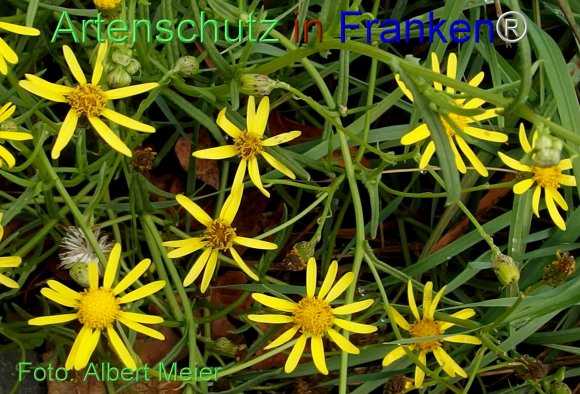 Copyright AiF - Albert Meier Bild zum Eintrag (78256-160)
