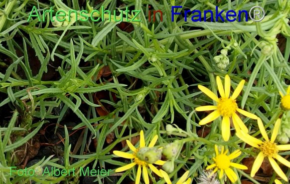 Copyright AiF - Albert Meier Bild zum Eintrag (78257-160)
