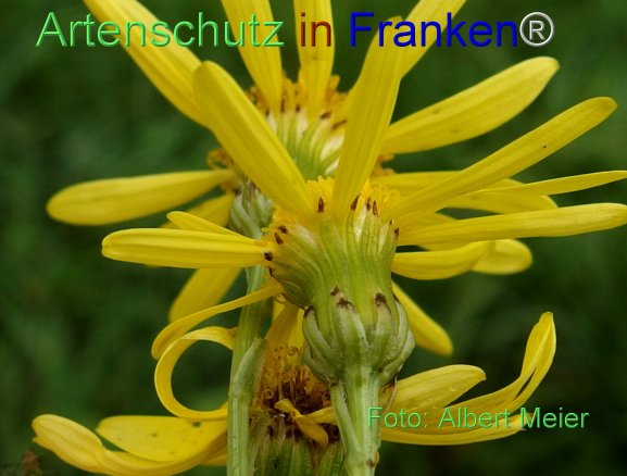 Copyright AiF - Albert Meier Bild zum Eintrag (78258-160)
