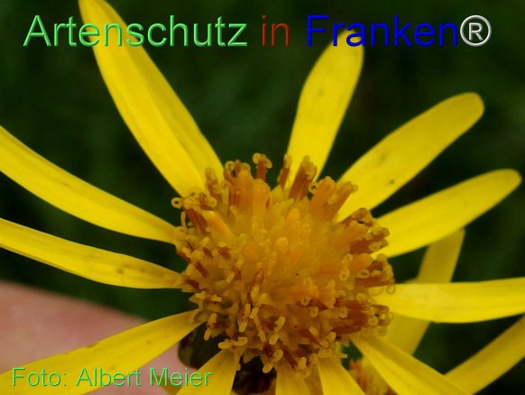 Copyright AiF - Albert Meier Bild zum Eintrag (78260-160)