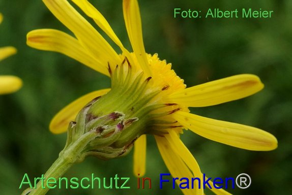 Copyright AiF - Albert Meier Bild zum Eintrag (78261-160)