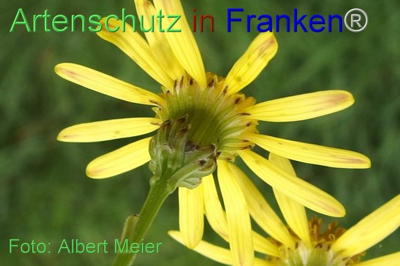 Copyright AiF - Albert Meier Bild zum Eintrag (78262-160)