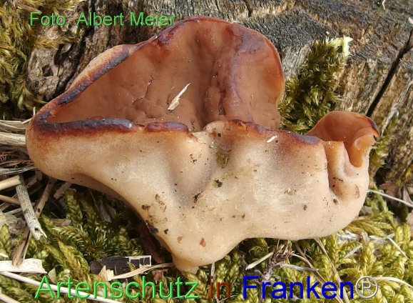 Copyright AiF - Albert Meier Bild zum Eintrag (78267-160)