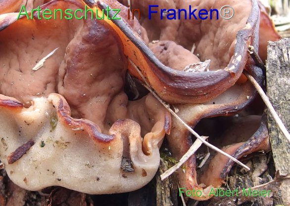 Copyright AiF - Albert Meier Bild zum Eintrag (78269-160)