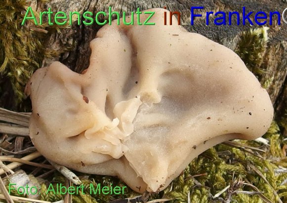 Copyright AiF - Albert Meier Bild zum Eintrag (78271-160)