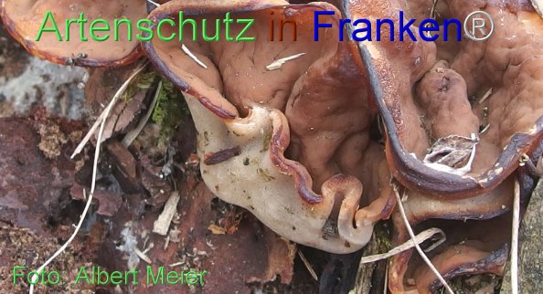 Copyright AiF - Albert Meier Bild zum Eintrag (78272-160)