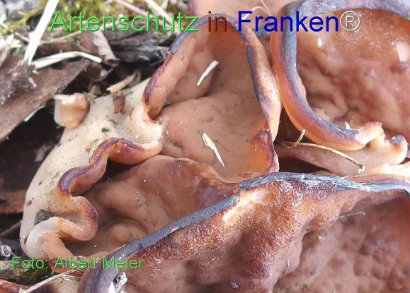 Copyright AiF - Albert Meier Bild zum Eintrag (78275-160)