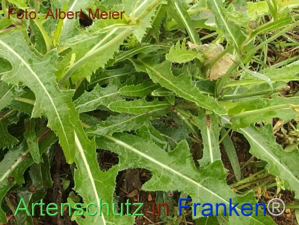 Copyright AiF - Albert Meier Bild zum Eintrag (78285-160)