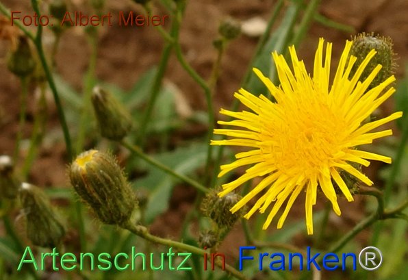 Copyright AiF - Albert Meier Bild zum Eintrag (78286-160)
