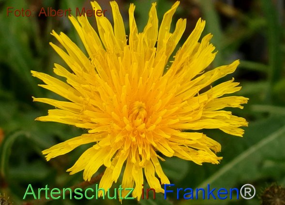 Copyright AiF - Albert Meier Bild zum Eintrag (78288-160)