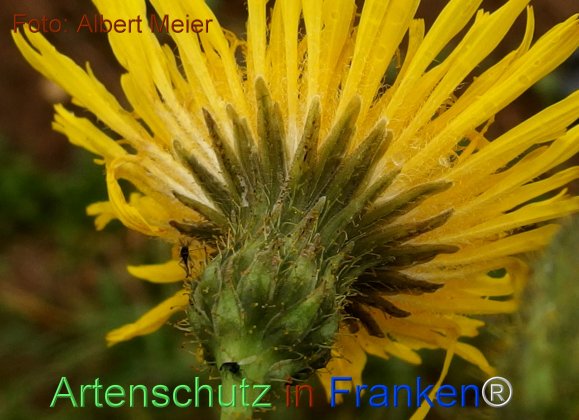 Copyright AiF - Albert Meier Bild zum Eintrag (78289-160)