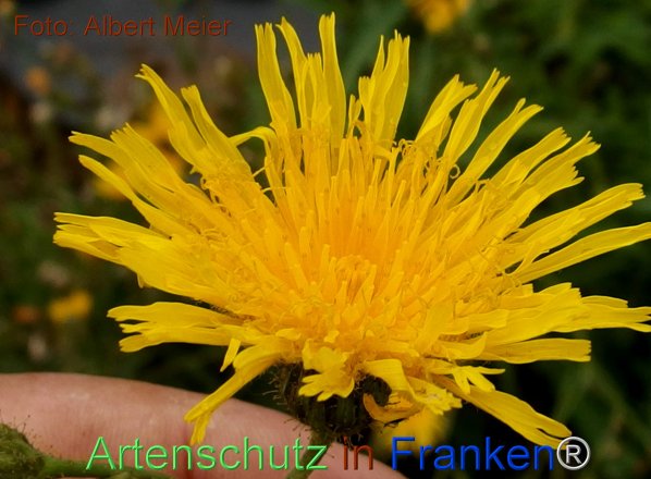 Copyright AiF - Albert Meier Bild zum Eintrag (78290-160)
