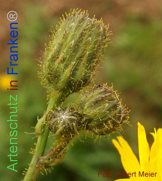 Copyright AiF - Albert Meier Bild zum Eintrag (78292-160)