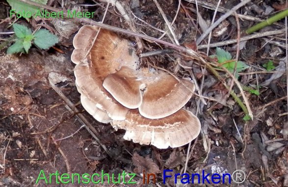 Copyright AiF - Albert Meier Bild zum Eintrag (78312-160)