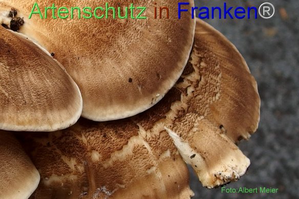 Copyright AiF - Albert Meier Bild zum Eintrag (78314-160)