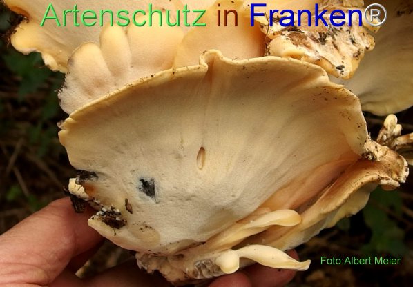 Copyright AiF - Albert Meier Bild zum Eintrag (78318-160)