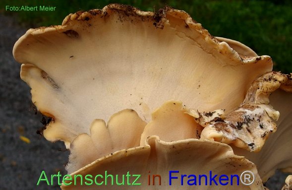 Copyright AiF - Albert Meier Bild zum Eintrag (78319-160)
