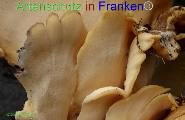 Copyright AiF - Albert Meier Bild zum Eintrag (78320-160)