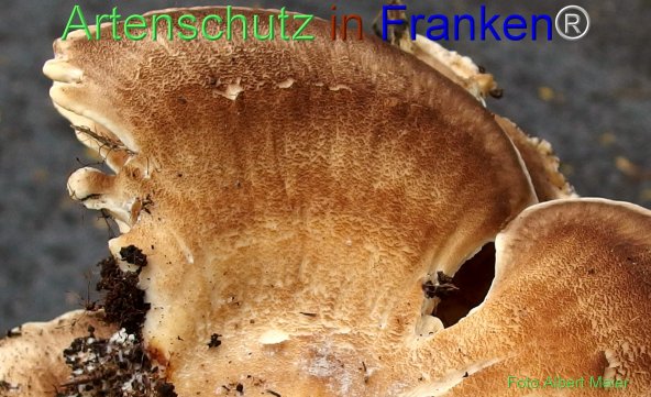 Copyright AiF - Albert Meier Bild zum Eintrag (78321-160)