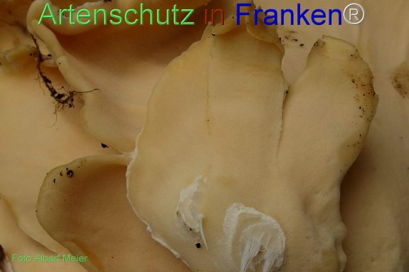 Copyright AiF - Albert Meier Bild zum Eintrag (78322-160)