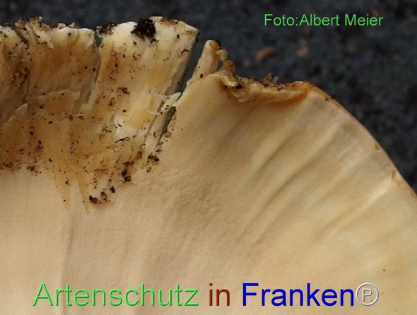 Copyright AiF - Albert Meier Bild zum Eintrag (78323-160)