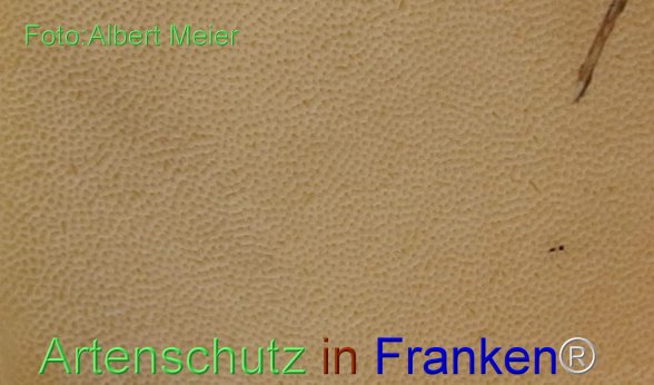 Copyright AiF - Albert Meier Bild zum Eintrag (78324-160)