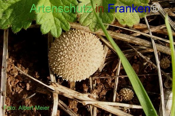Copyright AiF - Albert Meier Bild zum Eintrag (78358-160)