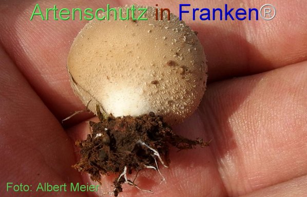 Copyright AiF - Albert Meier Bild zum Eintrag (78361-160)