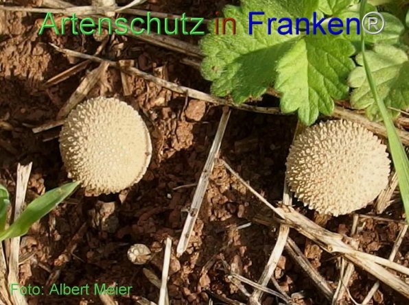 Copyright AiF - Albert Meier Bild zum Eintrag (78364-160)