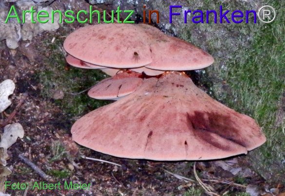 Copyright AiF - Albert Meier Bild zum Eintrag (78382-160)