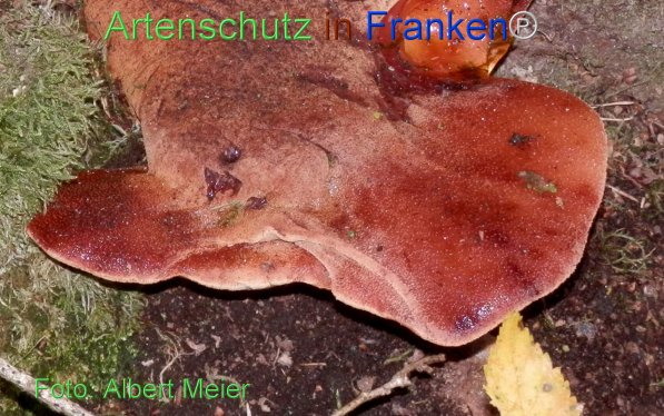 Copyright AiF - Albert Meier Bild zum Eintrag (78383-160)