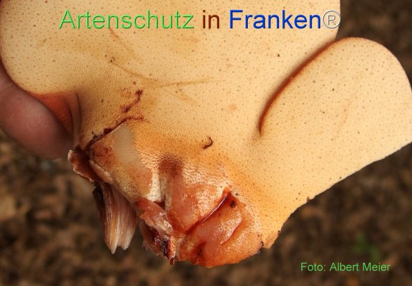 Copyright AiF - Albert Meier Bild zum Eintrag (78384-160)