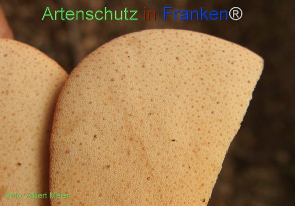 Copyright AiF - Albert Meier Bild zum Eintrag (78385-160)