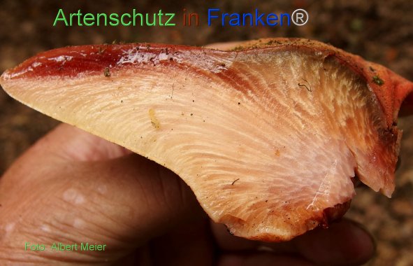 © Artenschutz in Franken® Bild zum Eintrag (78386-160)