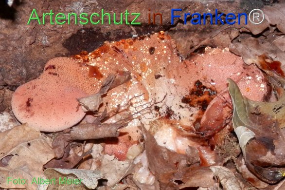 Copyright AiF - Albert Meier Bild zum Eintrag (78389-160)