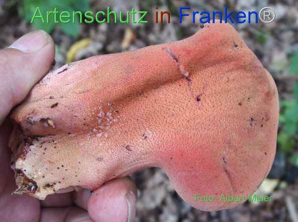 Copyright AiF - Albert Meier Bild zum Eintrag (78390-160)
