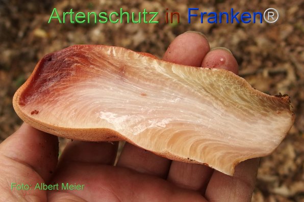 Copyright AiF - Albert Meier Bild zum Eintrag (78392-160)