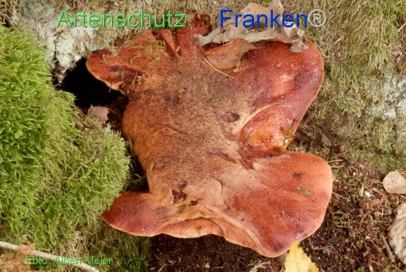 © Artenschutz in Franken® Bild zum Eintrag (78394-160)