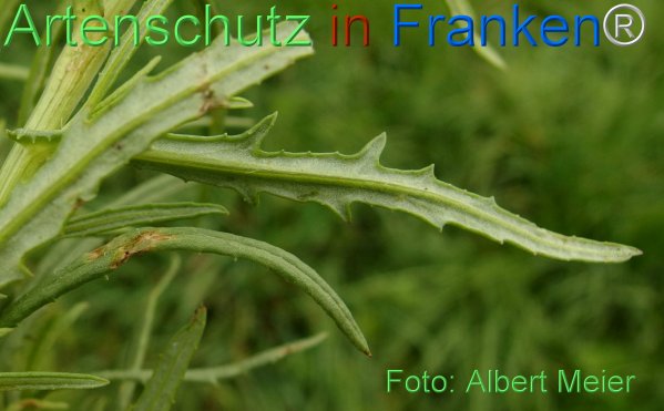 Copyright AiF - Albert Meier Bild zum Eintrag (78445-160)