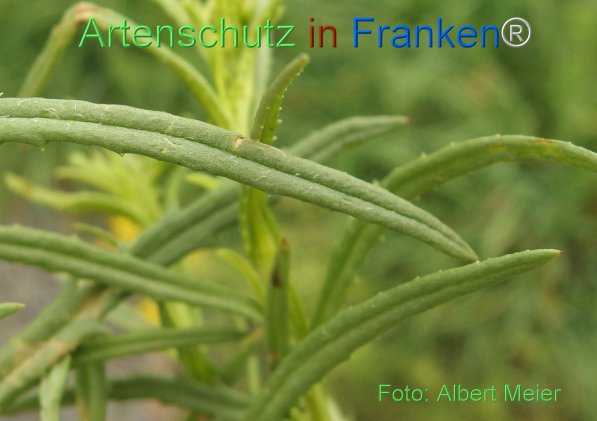 Copyright AiF - Albert Meier Bild zum Eintrag (78446-160)
